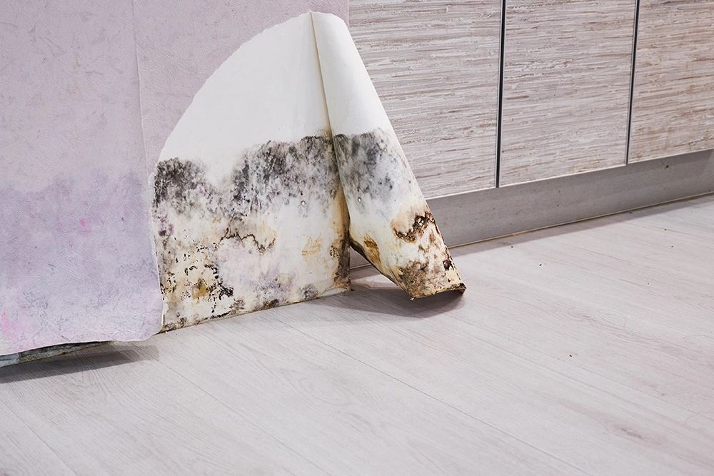 mould under wallpaper